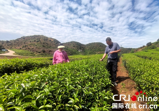 貴州盤州：“茶”上鄉村振興的翅膀