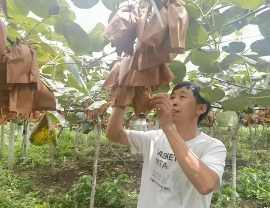 貴州六盤水水城紅心獼猴桃：鄉村振興的“甜蜜密碼”