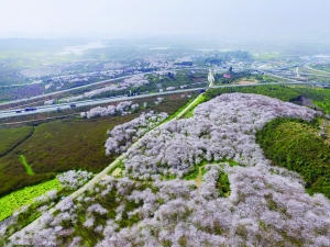 （旅遊）這些美如畫的地方帶你先嘗“春”