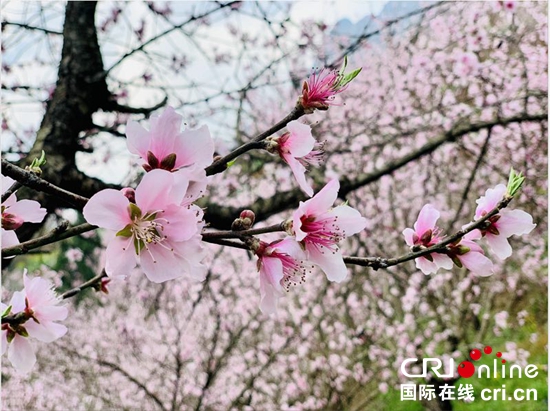 六盤水：百車河畔花飄香