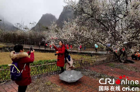 貴州荔波：冬季旅遊紅火 梅花季如期而至