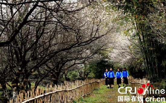 貴州荔波：冬季旅遊紅火 梅花季如期而至