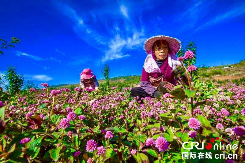 貴州畢節黔西：種植頭花蓼土地效益高（組圖）