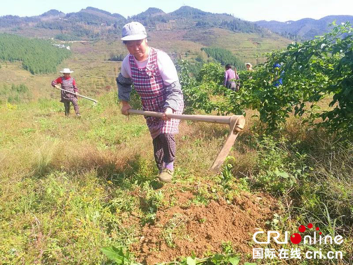 貴州思南縣甕溪鎮：百香果産業成農民增收的致富果