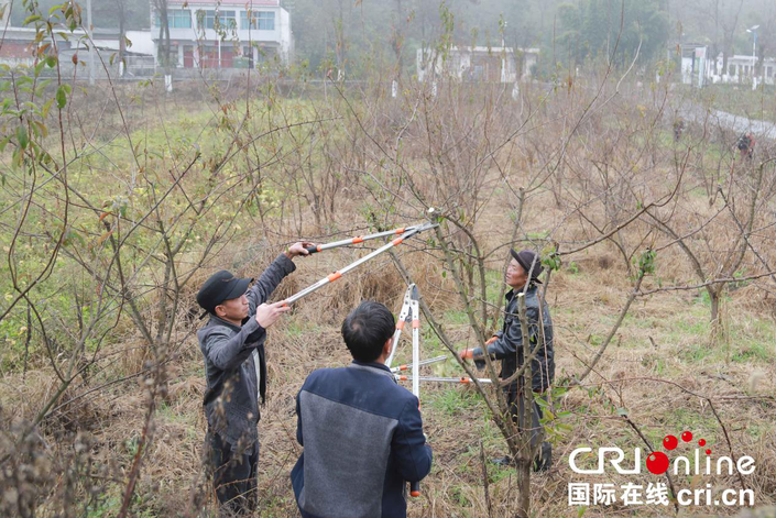 貴州黔西：治荒致富的綠色生態經濟林