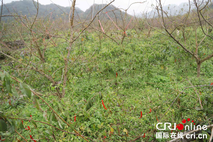 貴州黔西：治荒致富的綠色生態經濟林