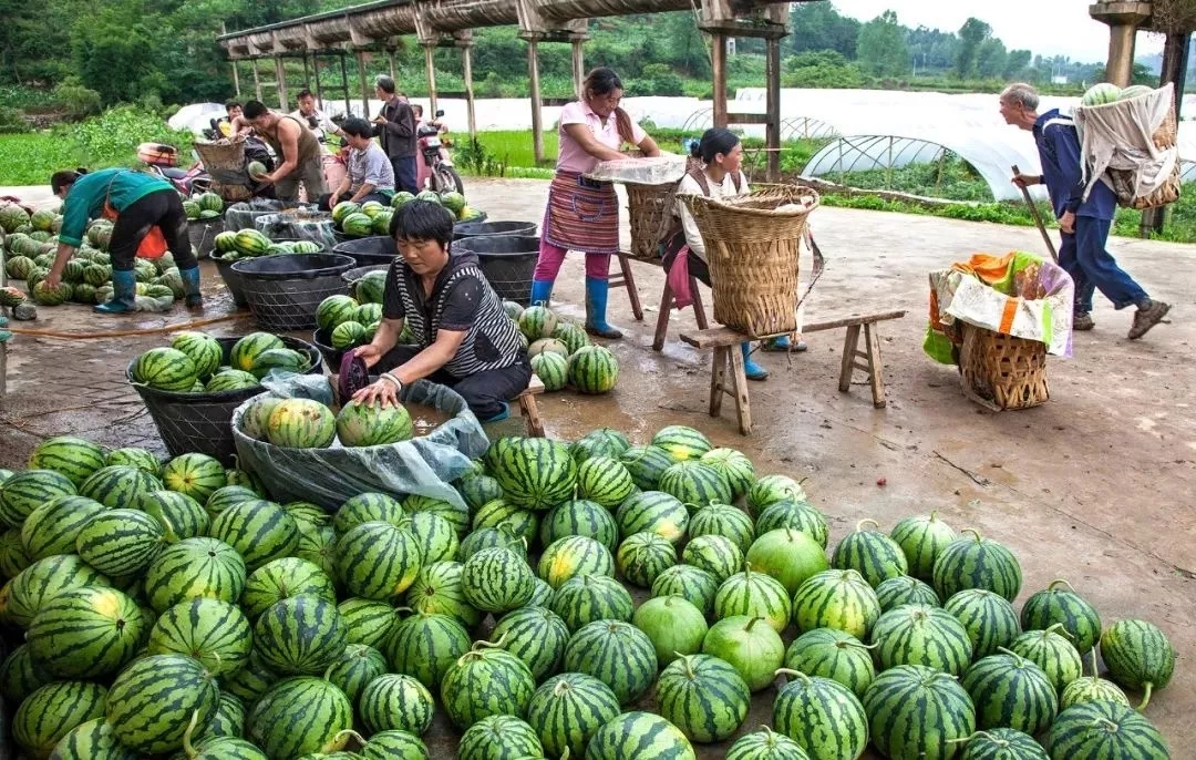 （視頻）柳岸水鄉——與大自然最親近的地方