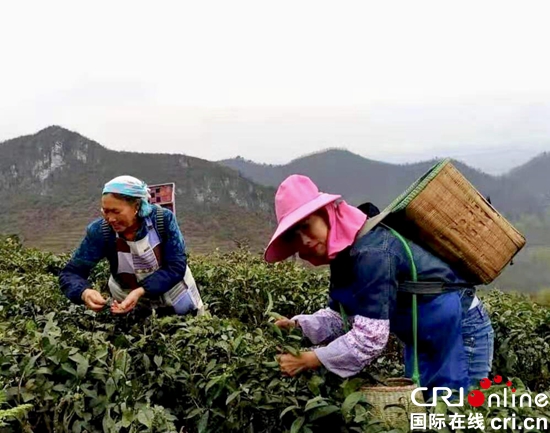 貴州紫雲：“炳貢”茶吐嫩芽正當時