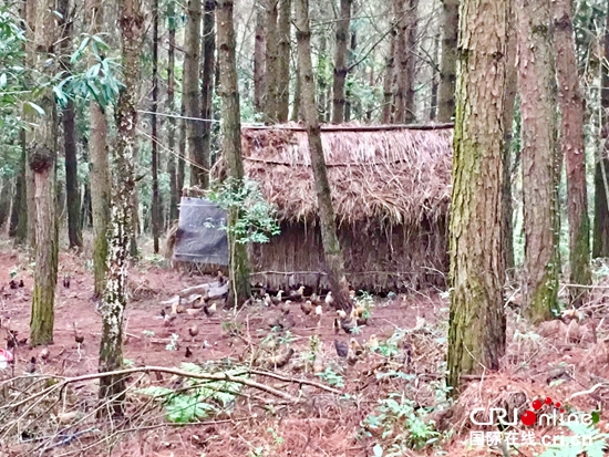 貴州:“精準扶貧”增強民族地區可持續發展能力