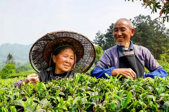 （黔茶貴水）貴山貴水中，藏著世界茶葉的“鼻祖”