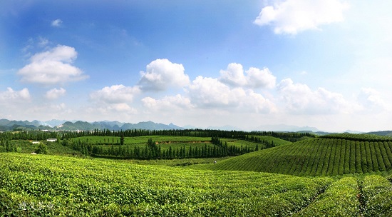 （黔茶貴水）貴山貴水中，藏著世界茶葉的“鼻祖”