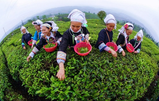 （黔茶貴水）貴山貴水中，藏著世界茶葉的“鼻祖”