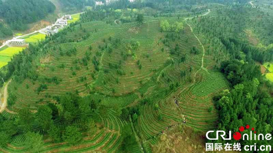 貴州安順：“文明中華”生態茶葉基地落戶安順