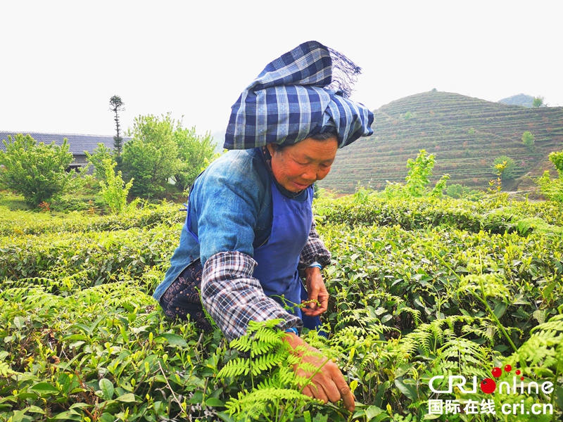 貴州鎮寧：生態茶山添綠富民（組圖）