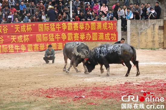 貴州福泉：“東方式鬥牛”散發濃濃鄉土氣息