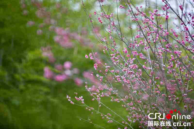 貴州畢節：梅花迎春開（組圖）