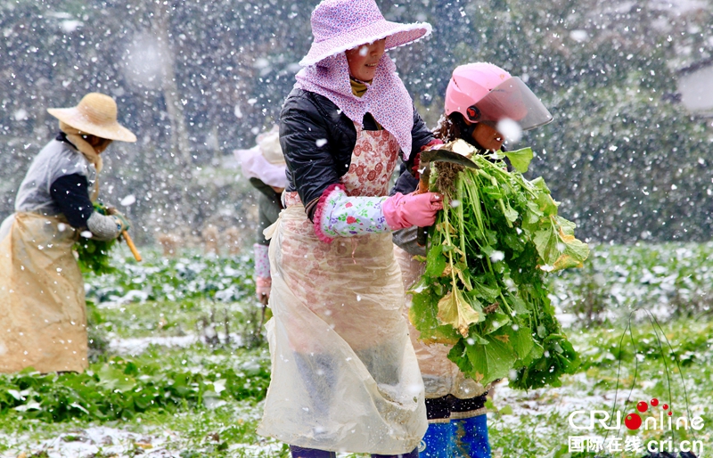 貴州黔西：瑞雪紛飛采收忙（組圖）