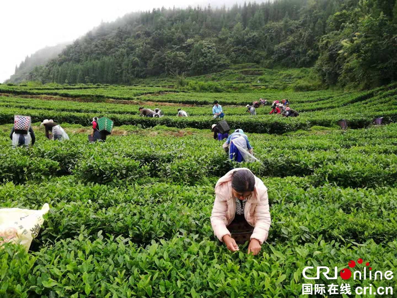 貴州六盤水：農戶採茶致富忙（組圖）