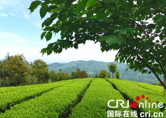 2019中國·貴州國際茶文化節暨茶産業博覽會開幕