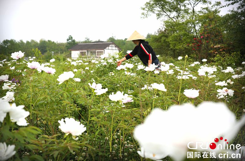 貴州大方：牡丹花開滿山頭（組圖）