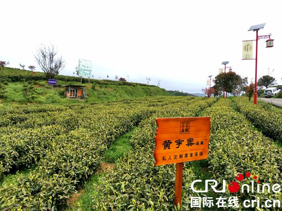 【春來喜看貴茶綠】貴州甕安：春來茶香溢