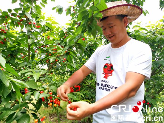 貴州鎮寧櫻桃紅了引客來