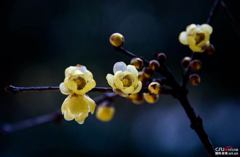 貴州務川：臘梅芬芳（組圖）