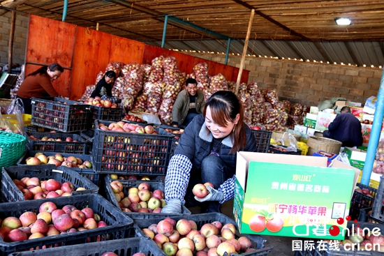 貴州威寧：蘋果産業帶動農民脫貧