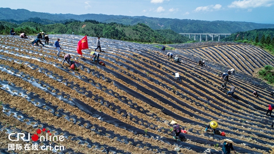 黔東南天柱：“三支力量”助農移栽辣椒2萬畝