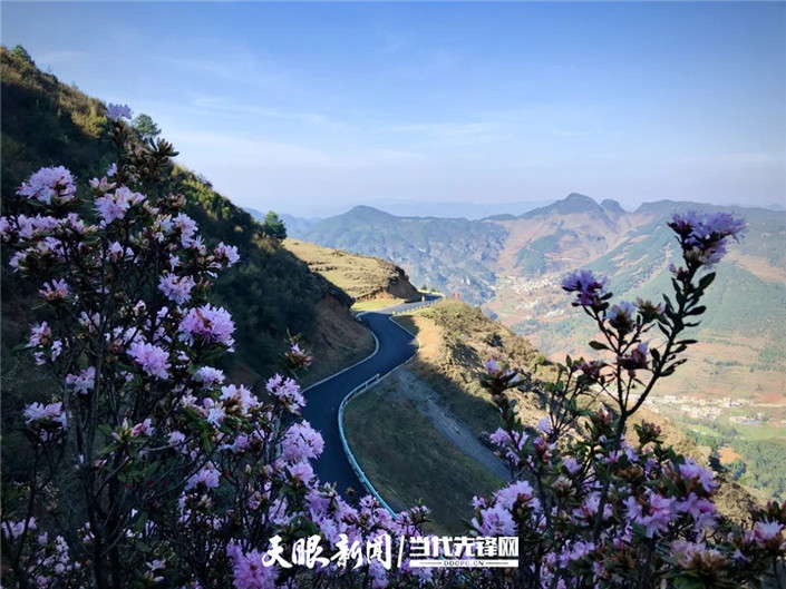 （旅遊）烏蒙大草原：杜鵑花開春意濃 草原風光美