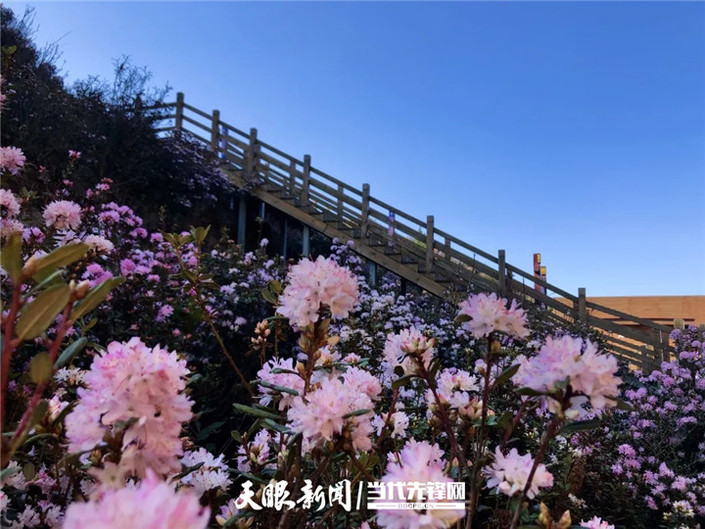 （旅遊）烏蒙大草原：杜鵑花開春意濃 草原風光美