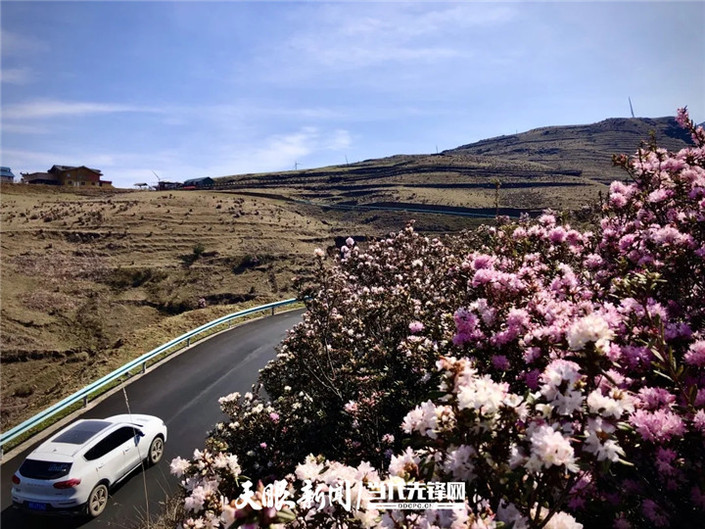 （旅遊）烏蒙大草原：杜鵑花開春意濃 草原風光美