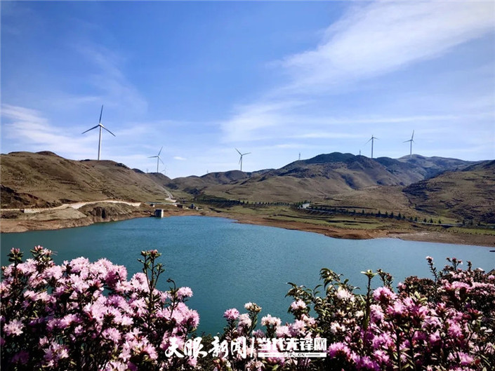 （旅遊）烏蒙大草原：杜鵑花開春意濃 草原風光美