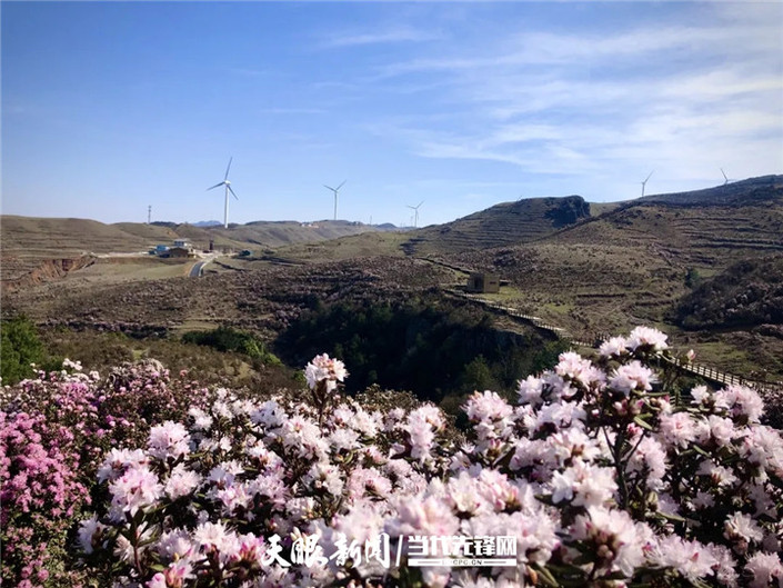 （旅遊）烏蒙大草原：杜鵑花開春意濃 草原風光美