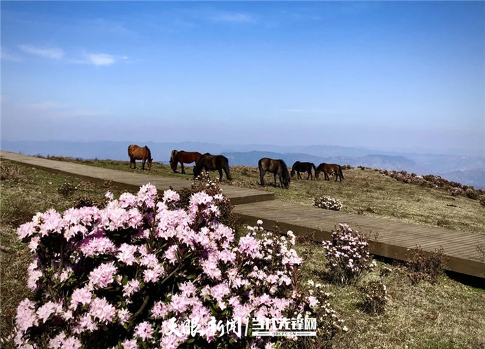 （旅遊）烏蒙大草原：杜鵑花開春意濃 草原風光美