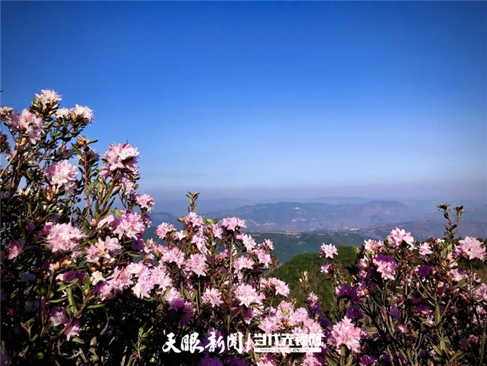 （旅遊）烏蒙大草原：杜鵑花開春意濃 草原風光美