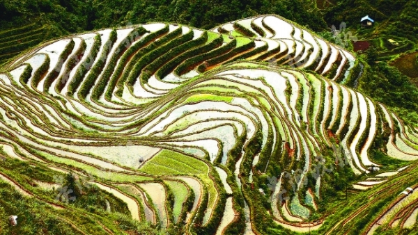 （旅遊）加勉梯田 風景如畫