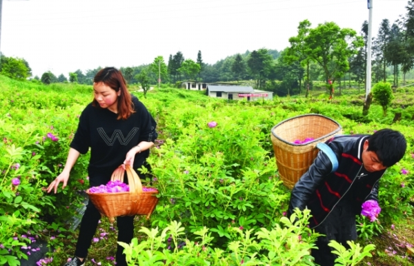 （旅遊）玫瑰園開出“幸福花”