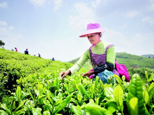 （副頭條）昔日人人砍樹山窮水盡 今朝戶戶種茶景美民富