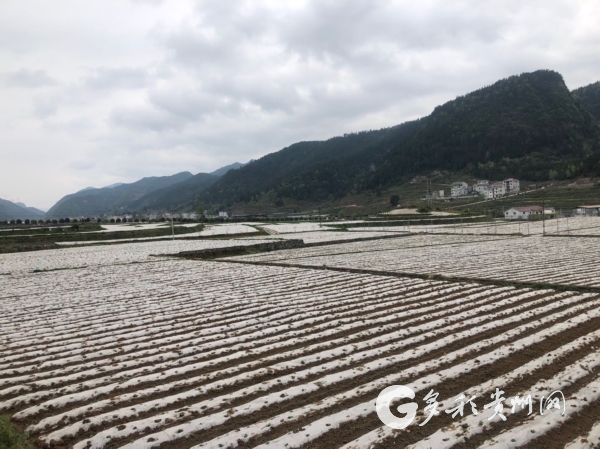 （大扶貧）貴州正安：人勤春早農事忙