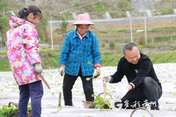 （大扶貧）貴州正安：人勤春早農事忙