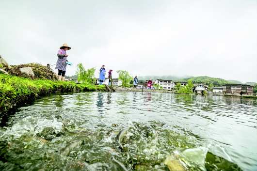 （社會）貴州大方：壩區産業興農民增收喜