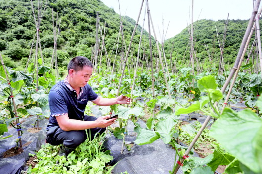 （大頭條）“雲上農場”種蔬菜　訂單農業精準銷