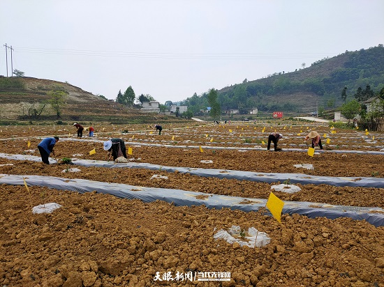 （要聞）大方縣千方百計助農增收鞏固脫貧攻堅成果