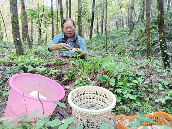 （供稿）銅仁思南涼水井鎮 ：紅托竹蓀迎豐收 農民採摘增收忙_fororder_基地