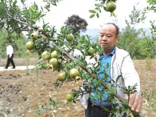 貴州水城：泥巴地長出“搖錢樹”