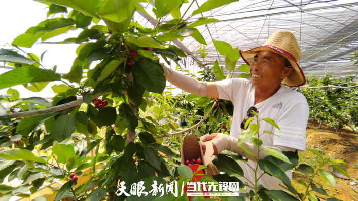 六枝特區大用農業園區：一波三折終有成 1.8萬畝車厘子破繭成蝶迎來發展春天