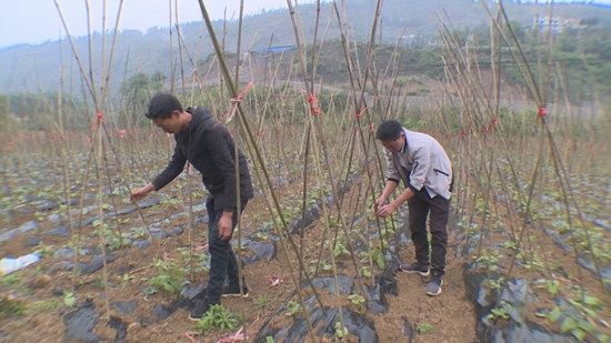 【OK】貴州梭戛鄉河谷壩區：初夏搶種蔬菜忙