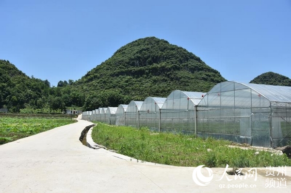 （市州）安順經開區磊跨村：種下白扇菊 開出“致富花”