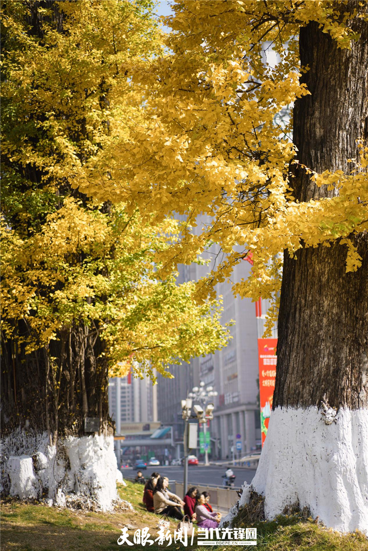 貴陽花果園：冬日暖陽銀杏美